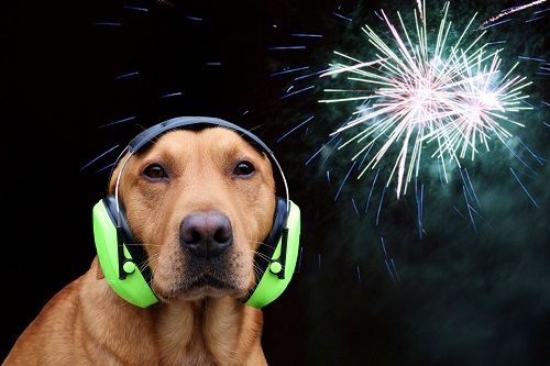 Hund mit Hörschutz an Silvester mit Böllern