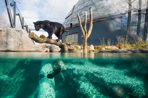 Ein Schwarzer Panther im Randers Regnskov