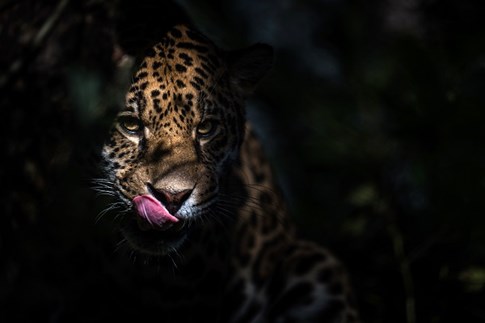 Der Jaguar Balam schleicht durch das Dickicht im Randers Regnskov