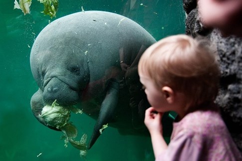 Ein kleines Kind beobachtet eine Seekuh im Randers Regnskov