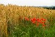 Rödding Landschaft 