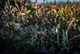 Snedstedt Impressionnen Nationalpark Blumen