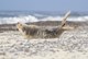 Robbe am Strand von Klegod