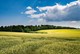 Helberskov Natur
