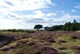 Vesterö Natur und Heideblüte