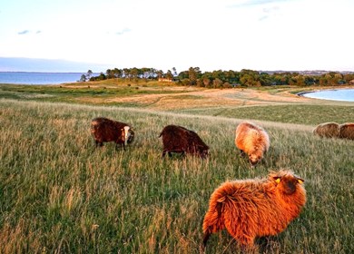 Ordrup auf Seeland 