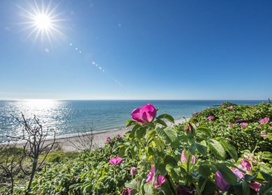 Sandersvig Strand in Nordjütland