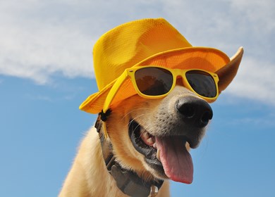 Hund im Urlaub mit Sonnenschutz 