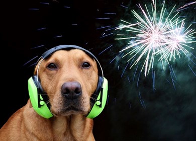Hund mit Hörschutz an Silvester mit Böllern