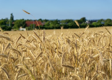 Lyngs Weizenfelder im Sommer