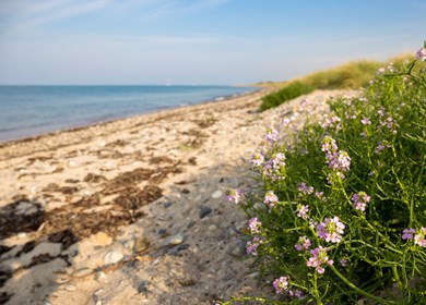 Lyby Strand
