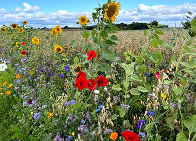Aalborg und Natur