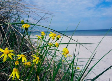 Havnsö Strand in Seeland