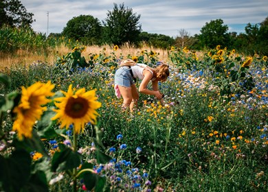 Natur und Blütenpracht in Nordjütland nahe Elby Strand