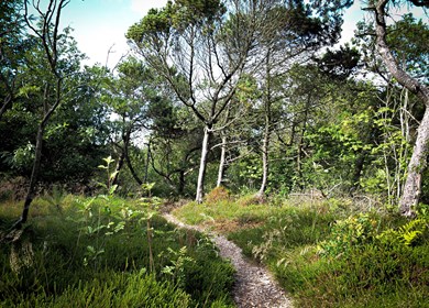 Lodbjerg Hede 