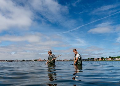 Angeln in Vinderup am Limfjord 