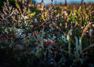 Snedstedt Impressionnen Nationalpark Blumen