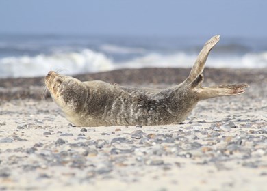 Robbe am Strand von Klegod