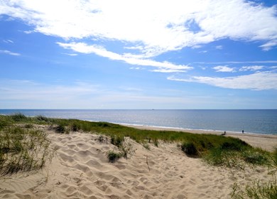 Harboöre in Vejlby Klit