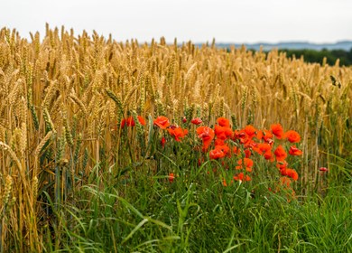 Rödding Landschaft 