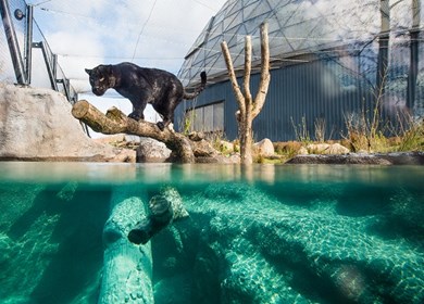 Ein Schwarzer Panther im Randers Regnskov