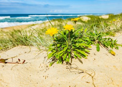 Koldkär am Strand