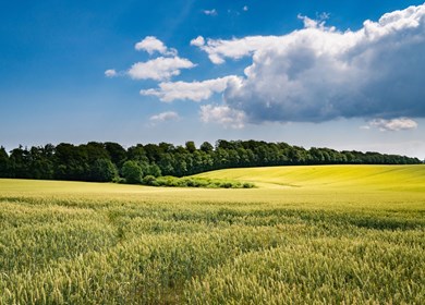 Helberskov Natur