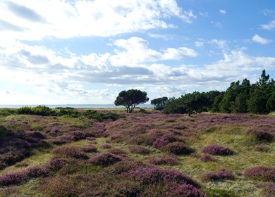 Vesterö Natur und Heideblüte