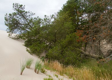 Knasborg Wald und Sand